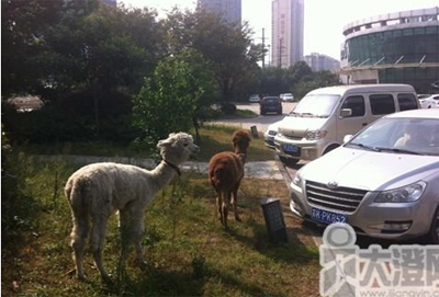 晚间版:求你别再黑中国大妈了