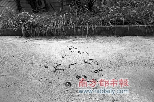 广州连发大批蚯蚓钻出泥土事件 专家称正常