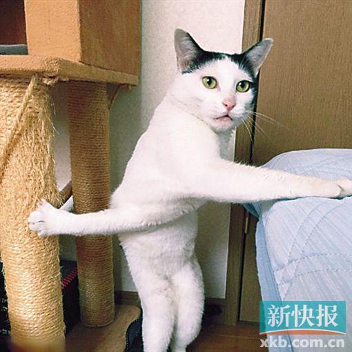 日本“交臂猫”成网红 媒体：离“菲鱼抱”差挺远