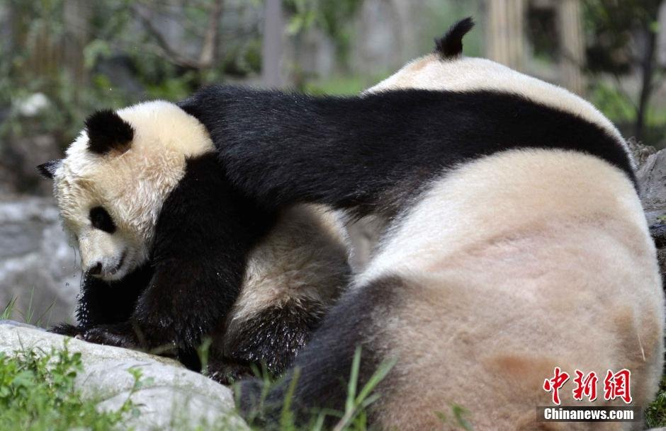 萌呆了！大熊猫强制给娃洗澡 宝宝一脸不情愿(图)