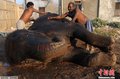 组图：印度大象享受“一条龙”式服务