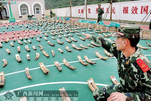 广西查获707根“私藏”象牙 总案值估算超亿元