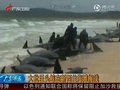 视频：大批鲸鱼在新西兰海滩集体搁浅