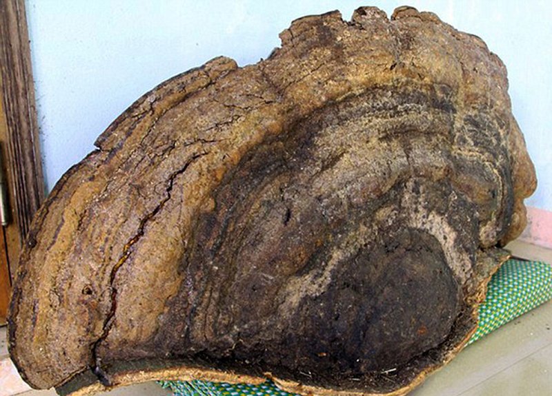 越南发现 70 公斤千年灵芝 当地居民 8000 元买下