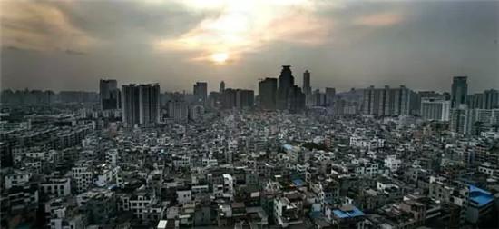 猪苓蘑菇图片_猪苓每平方米可收入(3)