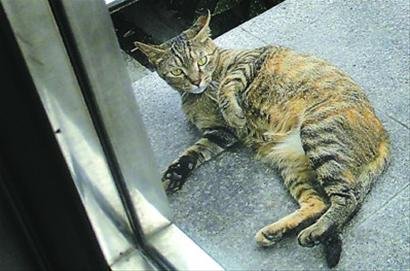 愤怒猫咪蹲点伤人 性情大变或因猫崽命丧车轮