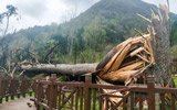 陕西450岁“夫妻古树”被风刮倒 扭成麻花