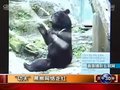 视频：动物园“功夫黑熊”耍棍走红网络