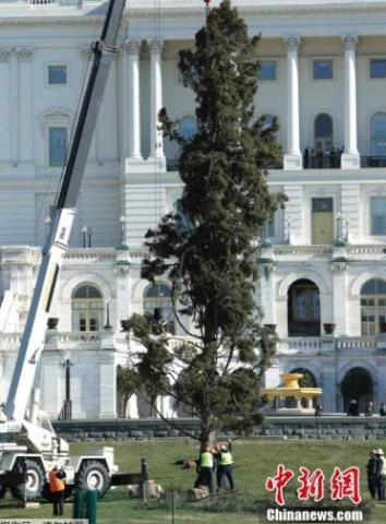 美国国会圣诞树千里迢迢抵华府 将于下月点灯