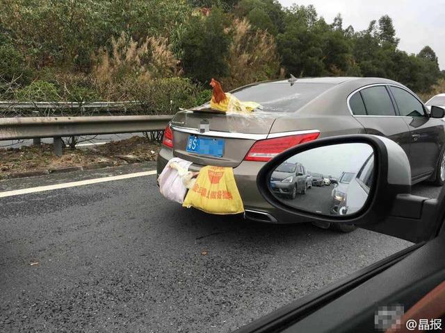 两鸭一鸡成了网红 它们被挂在后备箱乘车上高速