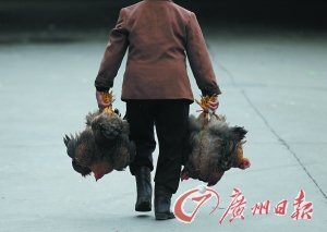 禽流感来袭 一只鸡的独白(组图)-燕赵都市网-河