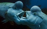 BBC最新纪录片展现罕见海底之美 发现一冬眠就变性的神奇鱼类