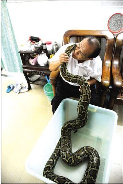 老人收养120斤蟒蛇7年当宠物 家人与蛇和谐相处