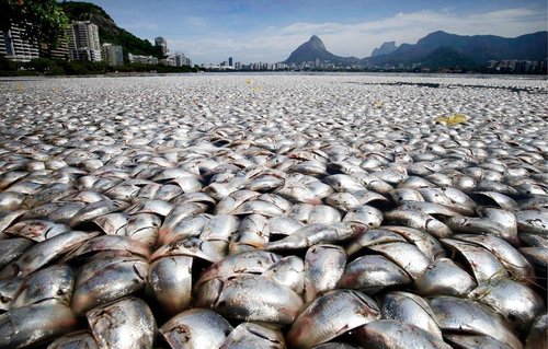 里约热内卢知名湖泊遭污染 65吨死鱼漂浮水面
