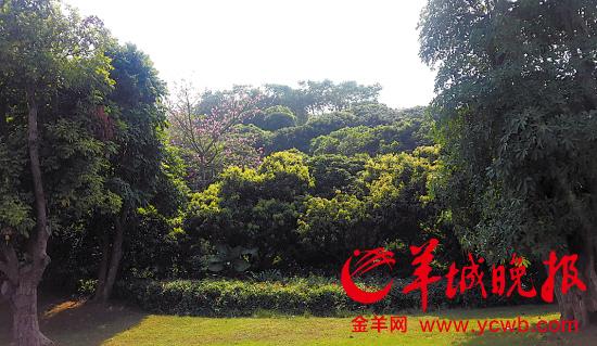 “杀人”马蜂此前就藏身在这片树林