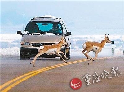 3辆豪车高速避让流浪狗’果博东方开户147 / author:宝玲 / PostsID:296145