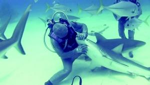 意大利女孩能催眠鲨鱼 全世界二十几名＂同类＂