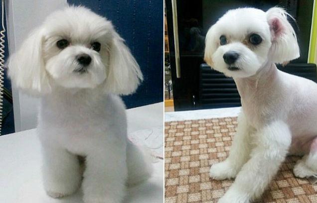 韩国兴起宠物整容手术：可割双眼皮除妊娠纹