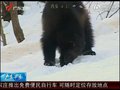 视频：瑞典动物园为狼獾在雪地里安家