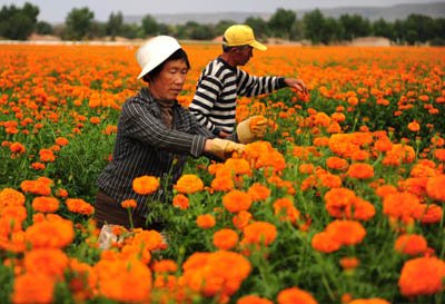 种植菊花 农民增收