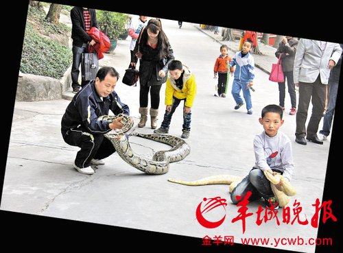 东莞父子当街遛两百斤大蟒蛇(图)