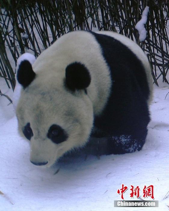 四川越西县保护区首次拍到野生大熊猫雪中觅食