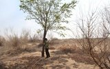 农民18年沙漠造林8000亩 把儿子葬沙漠守林