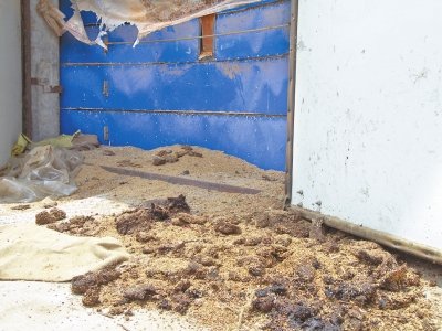 中储粮河南正阳直属库未启动收购 农民贱卖小