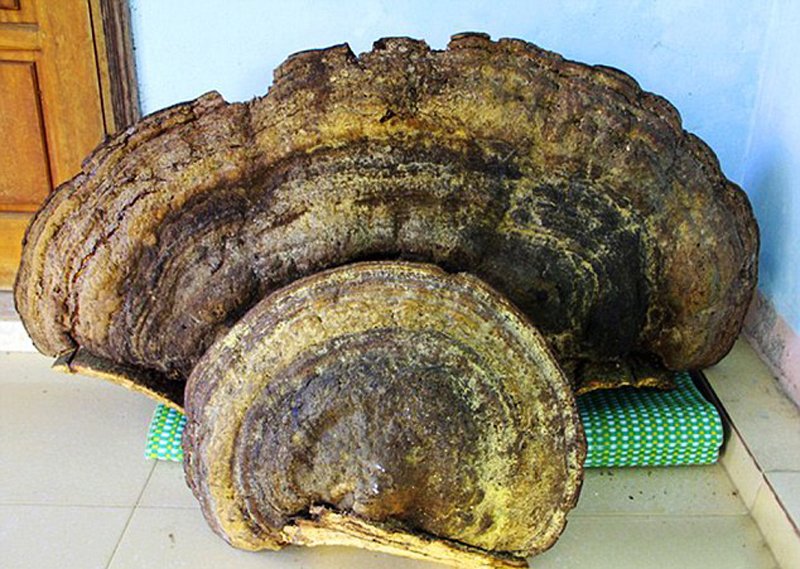 越南发现 70 公斤千年灵芝 当地居民 8000 元买下