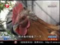 视频：淮南一公鸡产下多枚鸡蛋 专家称系性变异