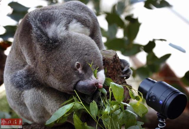 澳大利亚700只考拉被安乐死 因数量太多树不足