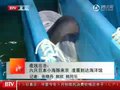 视频：六只日本小海豚来京 凌晨到达海洋馆
