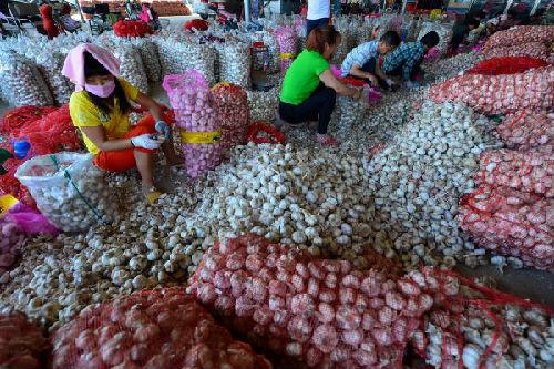 外媒称中国蒜价飙升85%:投机人士又嗅到钱味