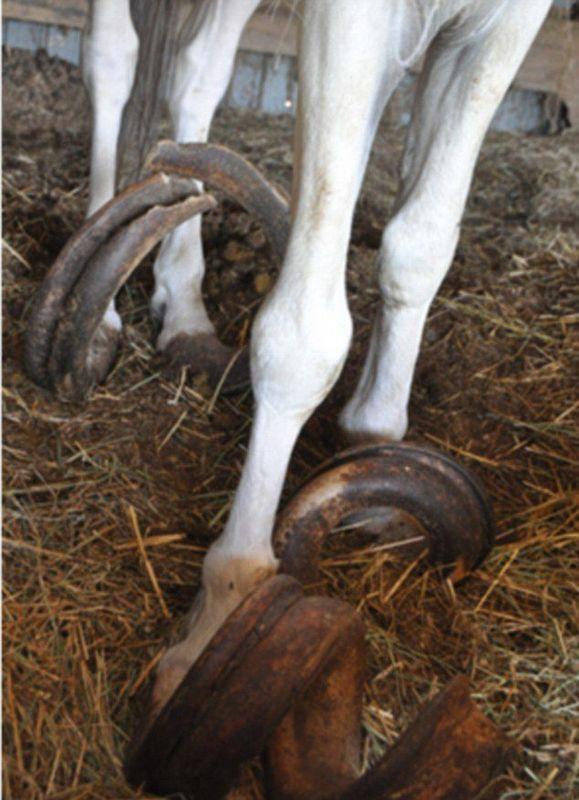 美国三匹马被锁15年 粪便成堆马蹄指甲长91公
