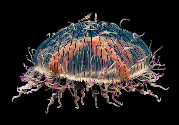 灯塔水母真的能活多久 128167053.png