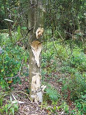 香港逾百棵土沉香树遭盗伐 警方介入调查