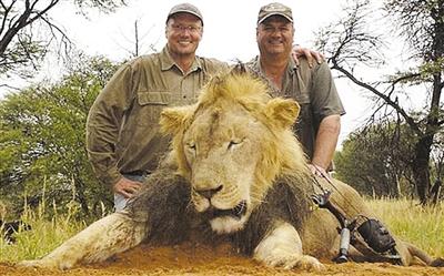 美国牙医猎杀非洲“狮王”遭通缉 自辩狩猎合法