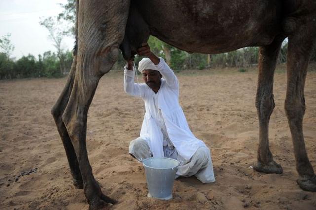 骆驼奶成了美国人的“超级饮品”
