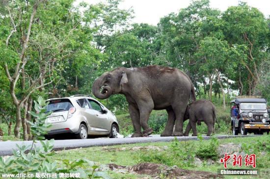 动物园大象用鼻子扔石头 7岁女孩被击中头部身亡