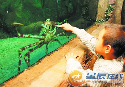 日本杀人蟹亮相海底世界