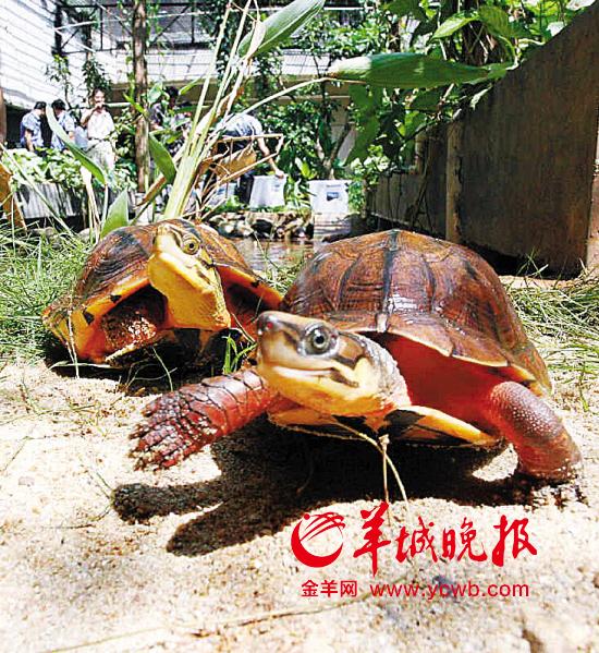 广东虎门人养金钱龟发财 十岁种龟价格达百万