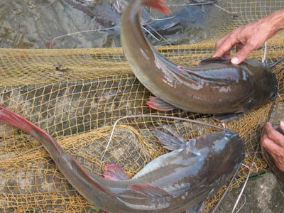 男性养生:10种食物堪比伟哥 吃出性福