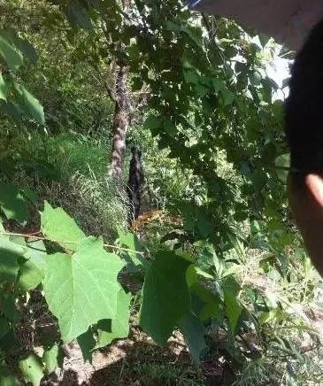 四川阆中公路局长被发现吊死树上 警方介入调查