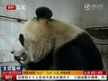 视频：中国大熊猫抵达日本 入住上野动物园