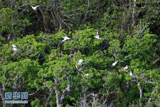 图为西沙东岛上的白鲣鸟和原始森林。