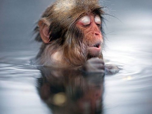 日本雪猴泡温泉取暖闭眼享受