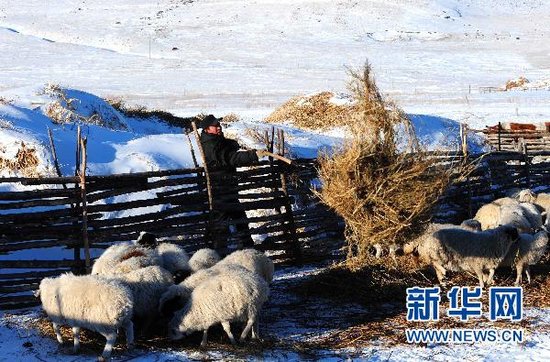内蒙古牧民遭狼群袭击被堵蒙古包 羊群遭屠杀