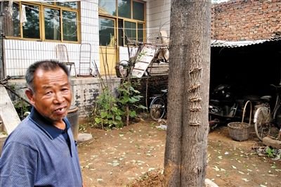  6月下旬，刘林保说，树上的疤痕是儿子刘会杰2009年发病时用刀砍下的。