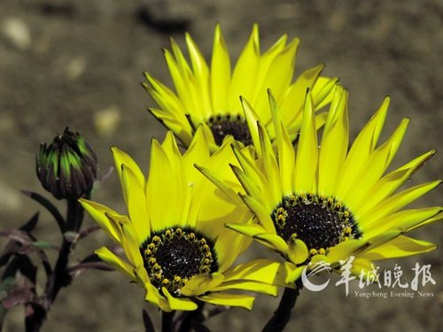 24小时,花钟时刻表