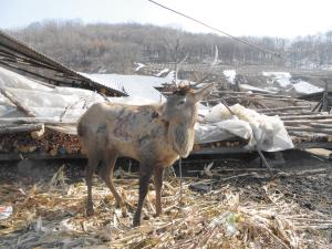 村民拿獵槍帶獵犬盜獵馬鹿 懷揣4發(fā)軍用子彈